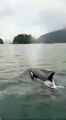 Les orques offrent un spectacle aux observateurs de baleines