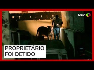 Leão escapa de carro e gera tumulto em via movimentada no Paquistão