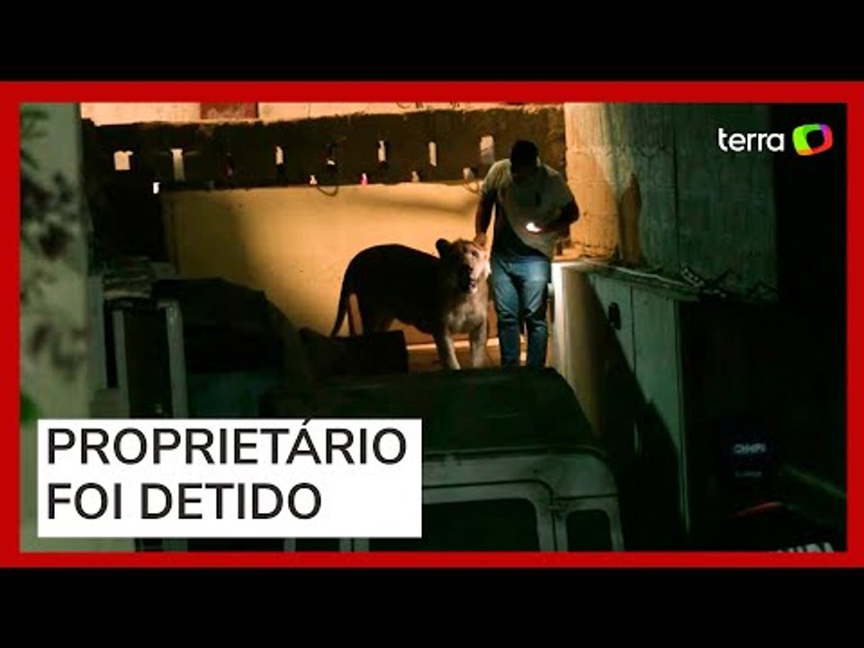 Leão escapa de carro e gera tumulto em via movi...
