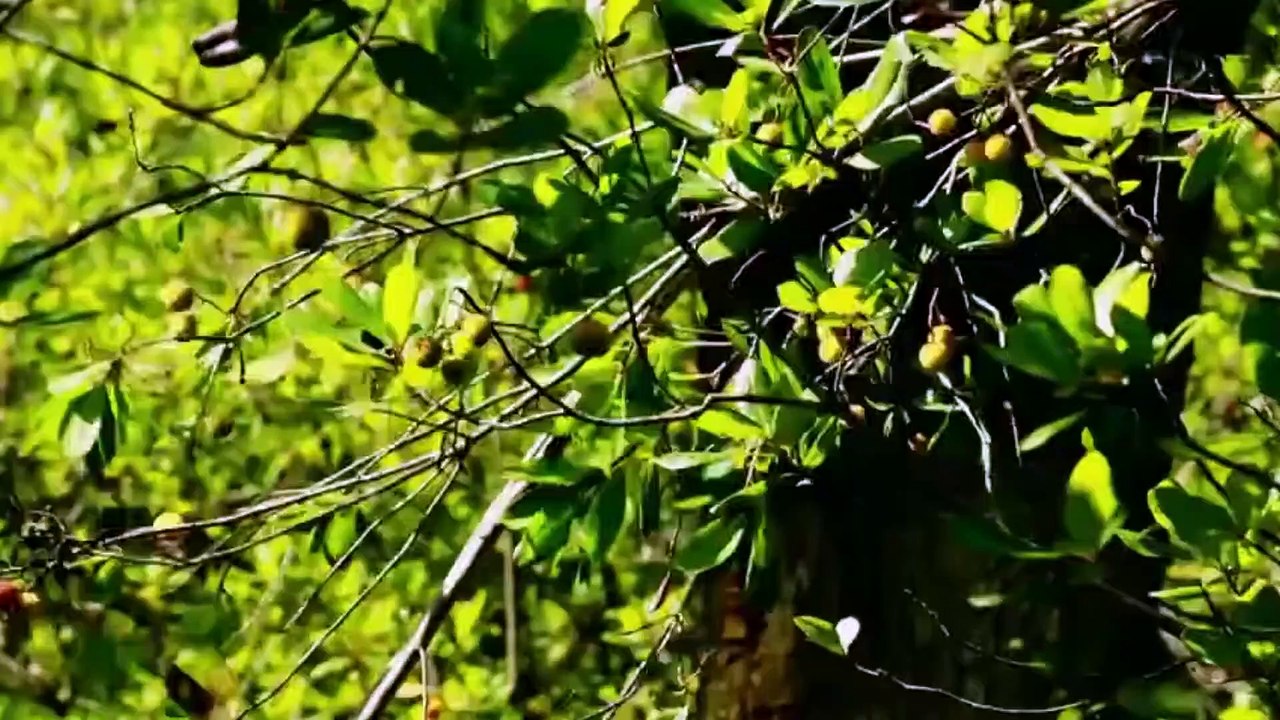 Medronho Todos Os Dias (Unedo Omnes Dies) | mov...