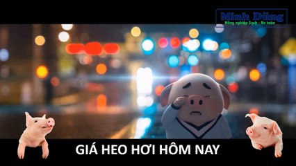 Giá heo hơi hôm nay 30/8/2023