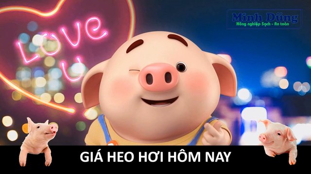 Giá heo hơi hôm nay 31/8/2023 | Dấu hiệu khả quan của giá heo hơi | Giá heo hơi | Giá lợn hơi |