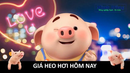 Giá heo hơi hôm nay 31/8/2023 | Dấu hiệu khả quan của giá heo hơi | Giá heo hơi | Giá lợn hơi |