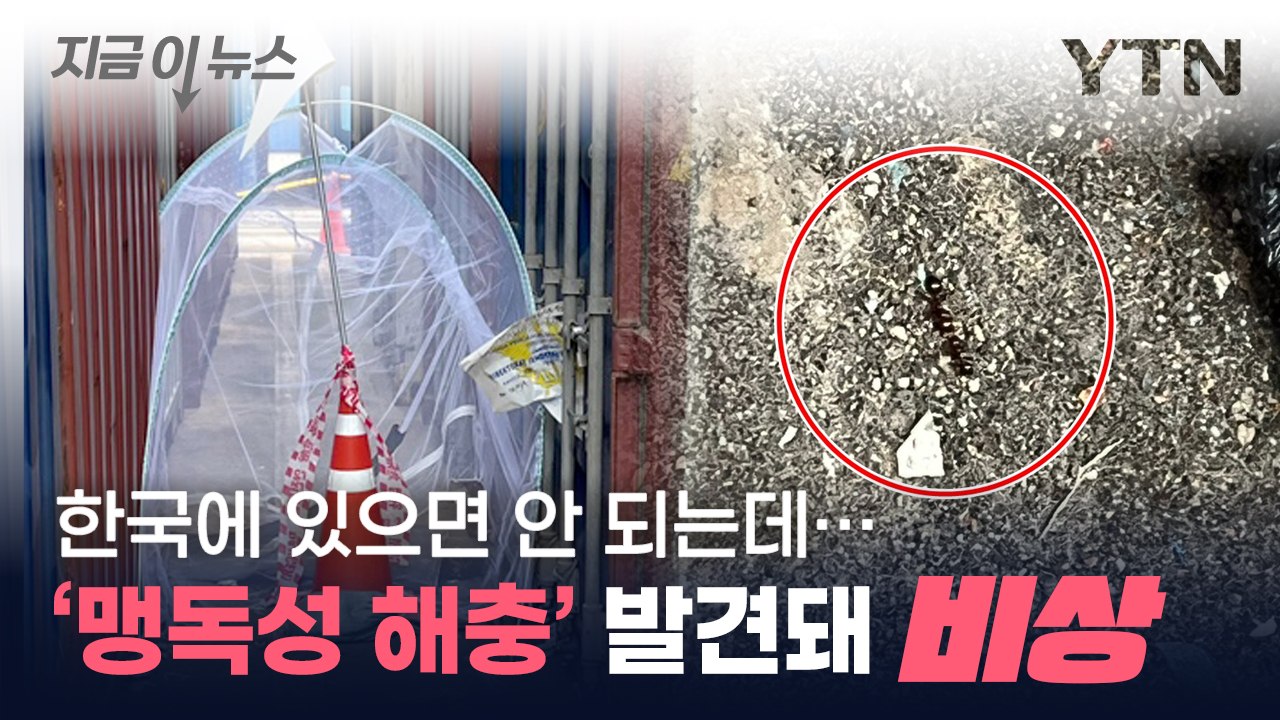 심하면 사망까지...맹독성 해충 출몰에 부산항 '발칵' [지금이뉴스] / YTN