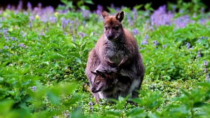 Wildlife Animals Safari Moments Forest HD Videos