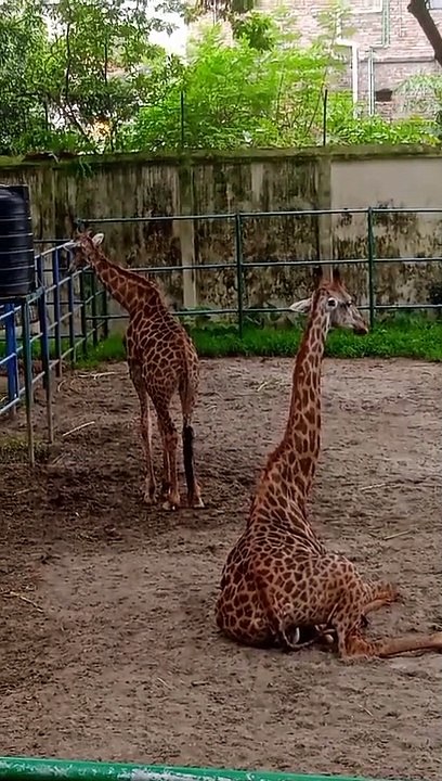 Giraffe in zoo