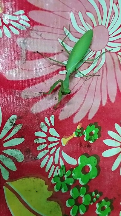 Big Grasshopper