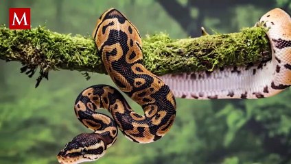 Increíble video: Serpiente gigante escala árbol en casa australiana