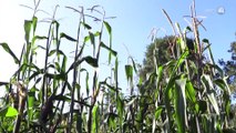 La falta de lluvias afecta a productores de maíz de la Ciénega, Norte y Altos Norte