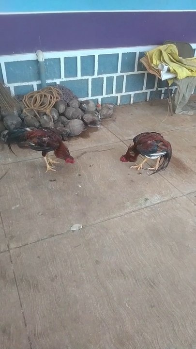 Rooster Funny Video