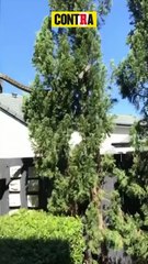 Pitón GIGANTE de 5 metros causa ALARMA en una familia australiana