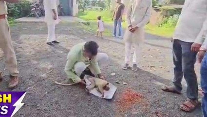 खिलचीपुर में ट्रांसफार्मर से बंदर के बच्चे को लगा करंट, TI ने कराया उपचार