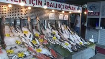 Denizlerde avlanma yasağının bitmesine bir gün kala Palamut bolluğu mesajı