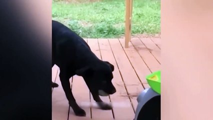 Funny Animal Videos 2023 -- - Funniest Dogs and Cats Videos -- _6(720P_HD)