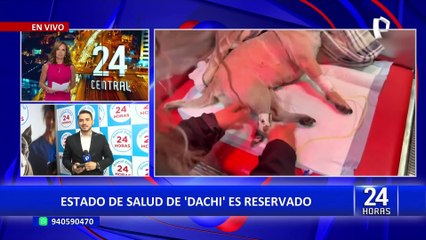Perrita acuchillada será sometida a cirugía para salvarle la vida: "Está en situación crítica"