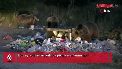 Boz ayı sürüsü aç kalınca piknik alanlarına indi