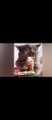 World Best Funny Cats Videos Shorts Clips Funny Clips Watch the Video