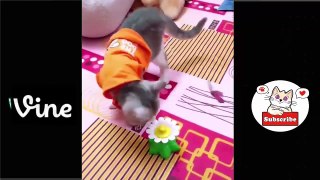 Best Funny Animal Videos Of The 2023  - Funniest Cats And Dogs Videos  Funny cat & dog videos  (4)