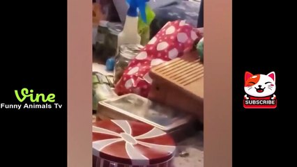 Best Funny Animal Videos Of The 2023  - Funniest Cats And Dogs Videos  Funny cat & dog videos  (7)