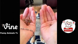 Best Funny Animal Videos Of The 2023  - Funniest Cats And Dogs Videos  Funny cat & dog videos  (9)