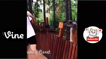Best Funny Animal Videos Of The 2023  - Funniest Cats And Dogs Videos  Funny cat & dog videos  (8)