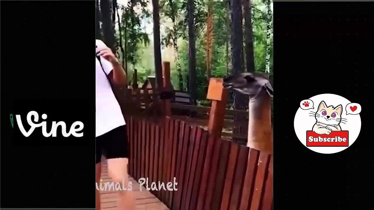 Best Funny Animal Videos Of The 2023  - Funniest Cats And Dogs Videos  Funny cat & dog videos  (8)