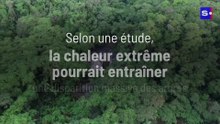 Selon une étude, la chaleur extrême pourrait entraîner une disparition massive des arbres