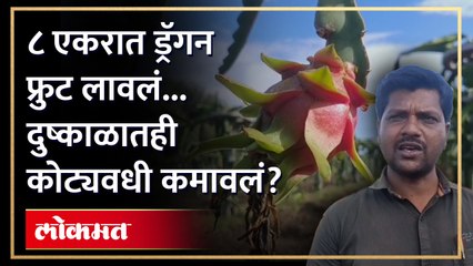 ड्रॅगन फ्रुट  'त्याला' करोडपती बनवणार? दुष्काळातही त्यानं  करून दाखवलं