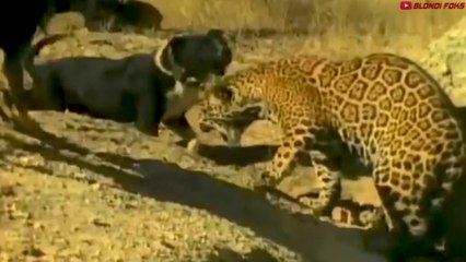 This Dog Is The Only That Can Defeat The Leopard Alone! - Blondi Foks