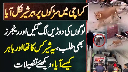 Karachi Ki Sarkon Par Sher Nikal Aya - Logo Ki Dorain Lag Gai - Rangers Bhi Talab - Lion Kis Ka Tha?