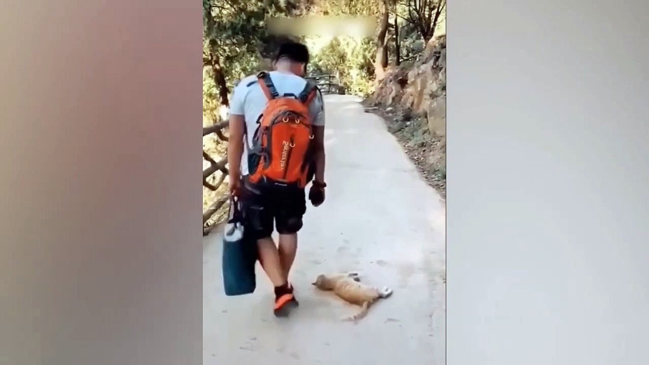 Best Funny Animal Videos Of The 2023 Funniest Cats And Dogs Videos