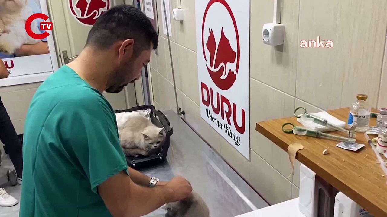 Uzmanından dikkat çeken uyarı! Kedi tüyü hangi durumlarda zararlıdır?