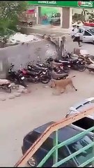 Leão foge de veículo e anda à solta em cidade do Paquistão