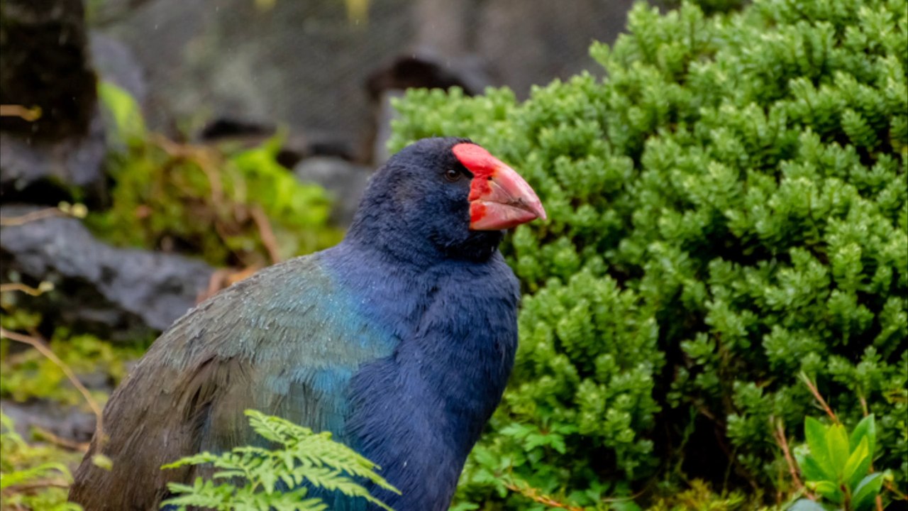 Vor 125 Jahren ausgestorben geglaubter Vogel ausgewildert