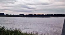Dolphins spotted in River Great Ouse in King's Lynn