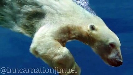 The Fascinating World of Polar Bears in ARCTIC REGION--_ Adaptations_ Behavior_ and Conservation(360P)