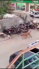 Leão foge de veículo e anda à solta em cidade do Paquistão