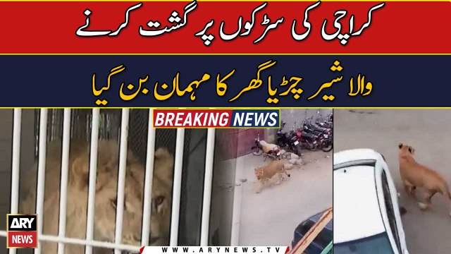 Lion captured from Karachi's Shahrah-e-Faisal shifted to zoo