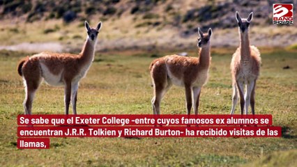 Estudiantes de la Universidad de Oxford suelen acariciar llamas para calmar su estrés