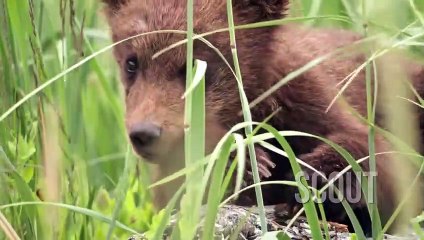 Grizzly Bande-annonce (FR)