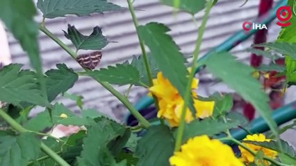 2 yıldır gözükmeyen vampir kelebek artan sıcaklıklar ile yeniden ortaya çıktı