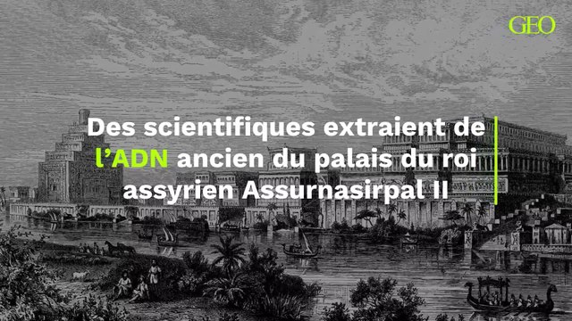 Une capsule temporelle vieille de 2 900 ans : des scientifiques extraient de l'ADN ancien du palais du roi assyrien Assurnasirpal II