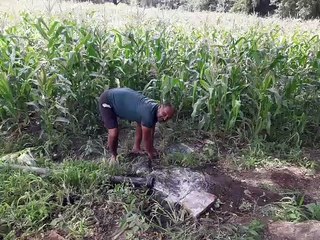 Download Video: The swaying crops started withering, now the support of tubewell