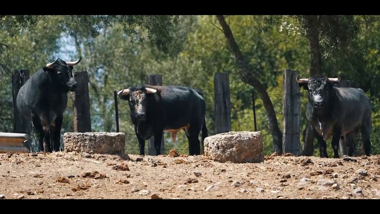 Novillada Ana Romero - Vid de Oro 2023