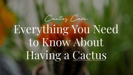 Cactus Care: Everything You Need to Know About Having a Cactus
