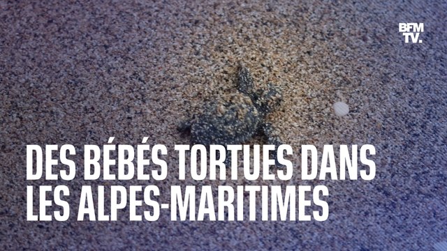 Un premier bébé tortue naît sur une plage des Alpes-Maritimes, d'autres naissances attendues