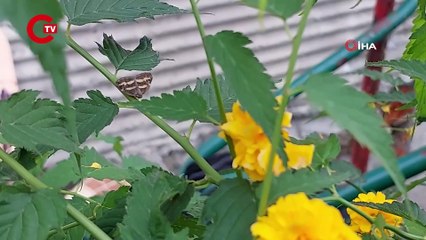 2 yıldır görünmüyordu: Karadeniz’de ‘vampir kelebek’ alarmı!