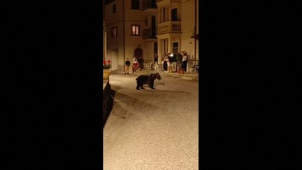 Una osa sorprende a los vecinos de un pueblo de Italia