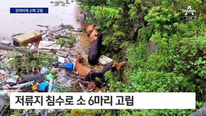 제주에 108mm 장대비…소떼 구출작전