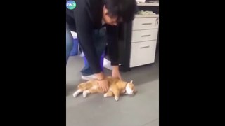 Funniest Cats and Dogs  - Funny Animal Videos #145-----فيديوهات حيوانات مضحكة